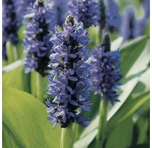 Floare de iris albastru în detaliu