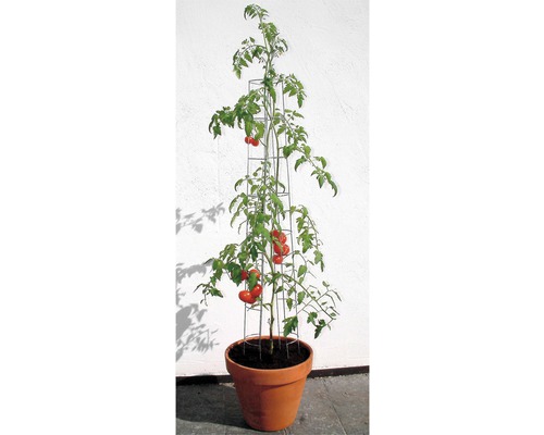 Plantă de tomate cu suport de cățărare într-un ghiveci