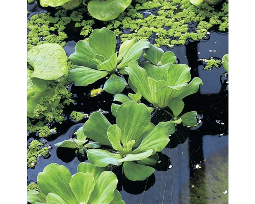 FloraSelf Plante flotante iaz mixte în pahar Jumbo