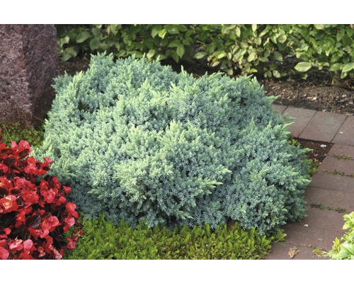 Arbust de ienupăr în stratul de flori din grădină