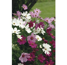 Mararite FloraSelf Cosmos bipinnatus ghiveci Ø 10,5 cm