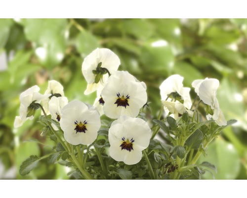 Panseluțe albe cu centru închis la culoare