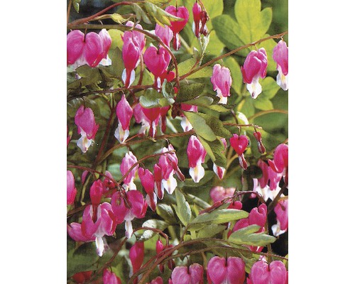 Inimă sângerândă înflorind cu flori în formă de inimă