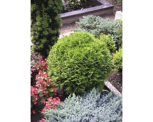 Scenă cu diverși arbuști ornamentali în grădină