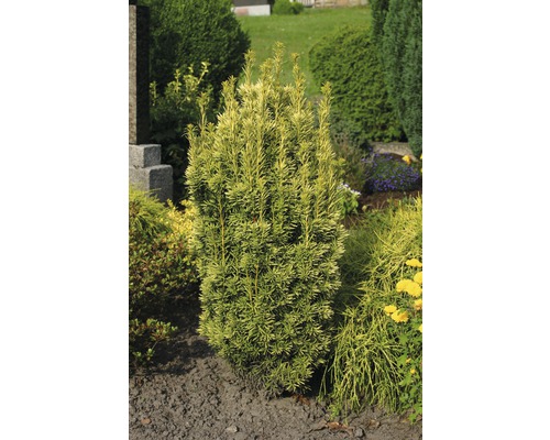 Tisa FloraSelf Taxus baccata 'Fastigiata Aureomarginata' H 30-40 cm Co 3 L Tis columnar în stratul de grădină