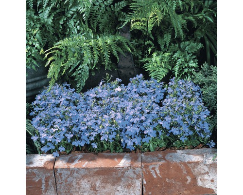 Tufe de flori albastre într-o grădină