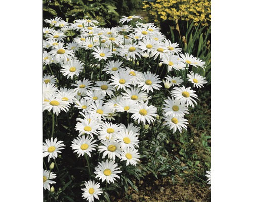 Grup de margarete cu petale albe și centru galben în grădină