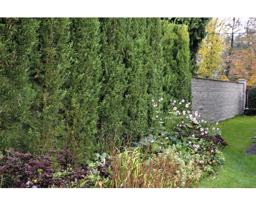 Grădină cu gard viu de tuia și strat de flori