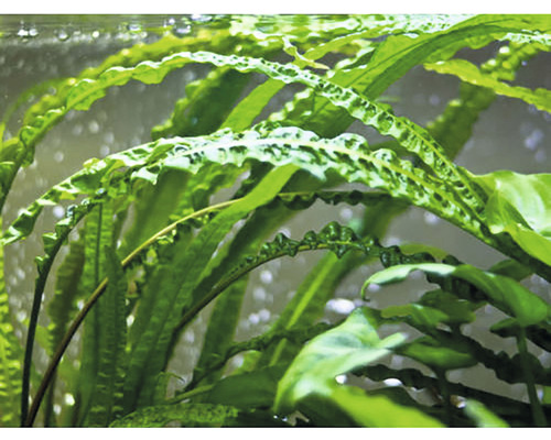 Plantă acvariu Cryptocoryne Aponogetifolia in vitro H 10 cm