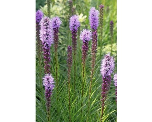 Liatris înflorită în grădină