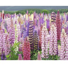 Câmp cu lupini înfloriți