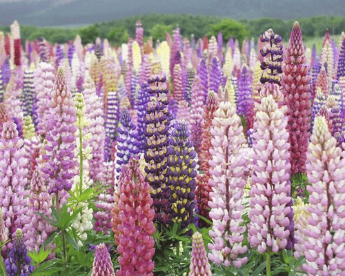 Câmp cu lupini înfloriți