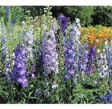 Câmp de flori de Delphinium în grădină