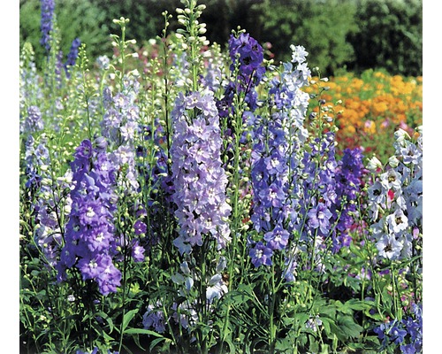 Câmp de flori de Delphinium în grădină
