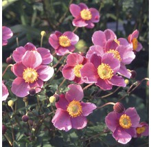 Anemone de toamnă înflorită în grădină