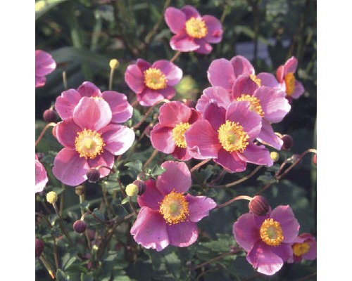 Anemone de toamnă înflorită în grădină