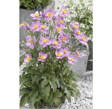 Anemonă japoneză în ghiveci cu flori violete și centre galbene.