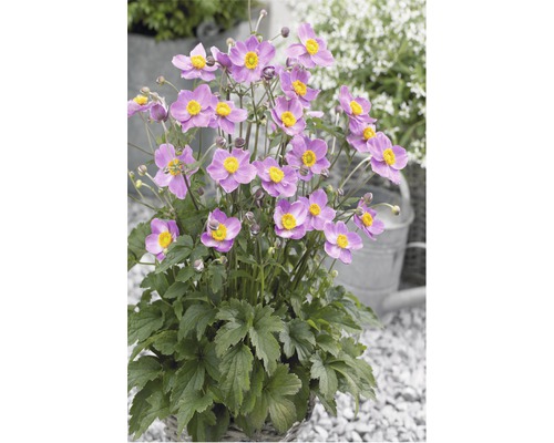 Anemonă japoneză în ghiveci cu flori violete și centre galbene.