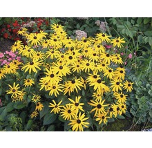 Grup de plante Rudbeckia cu petale galbene și centre negre în grădină.