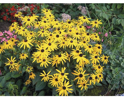 Grup de plante Rudbeckia cu petale galbene și centre negre în grădină.