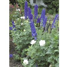 Jardină cu flori, cu nemțișori și trandafiri în grădină
