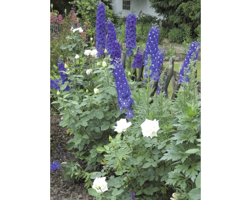 Jardină cu flori, cu nemțișori și trandafiri în grădină