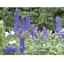 Delphinium înflorind într-o grădină