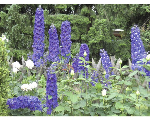 Delphinium înflorind într-o grădină