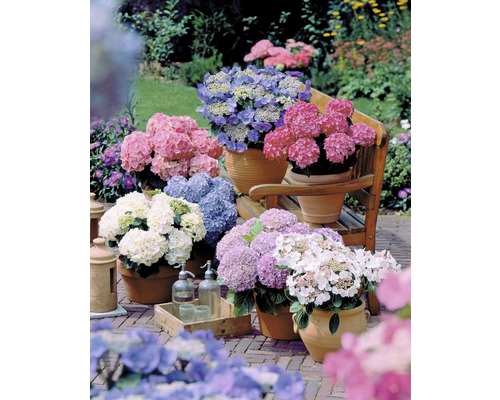 Diverse hortensii în ghivece pe o terasă.