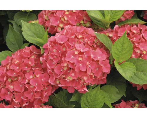 Prim-plan cu flori de hortensie roz cu frunze verzi