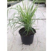 Plantă de iarbă într-un ghiveci