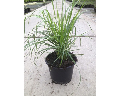 Plantă de iarbă într-un ghiveci