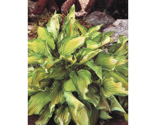 Crinul de toamnă FloraSelf Hosta ghiveci Ø 15 cm