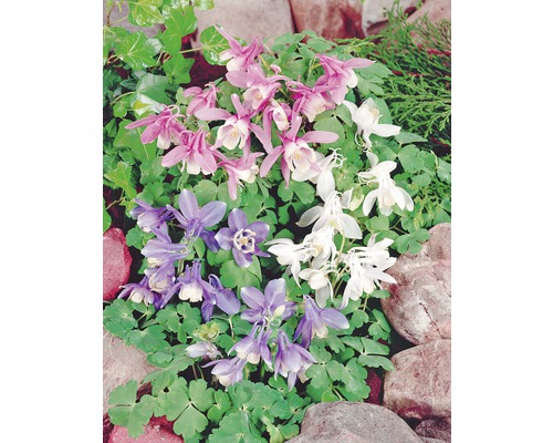 Aquilegia de diferite culori în stratul de flori din grădină