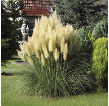 Iarbă de Pampas pitică FloraSelf Cortaderia selloana 'Pumila' H 15-100 cm Co 6 L