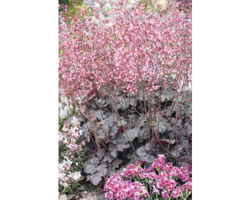 Heuchera înflorită în grădină.