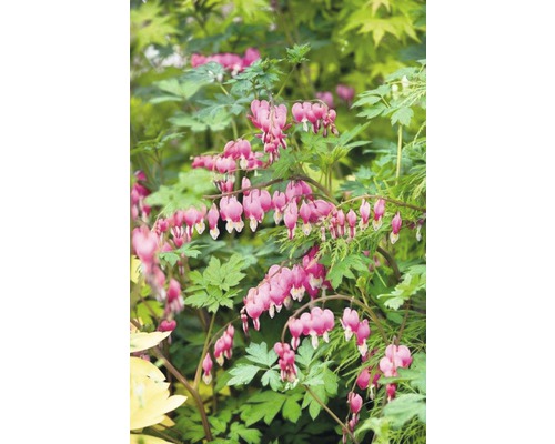 Floare inimă sângerândă cu flori în formă de inimă și frunze verzi.