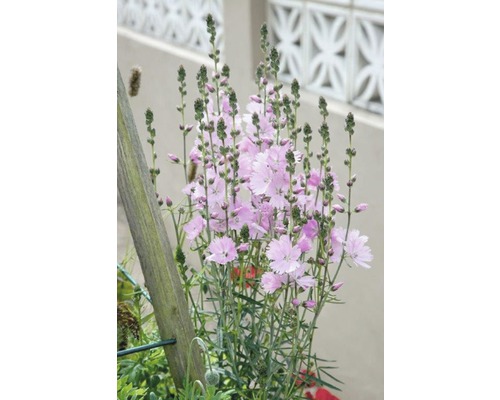 Garofițe roz în grădină