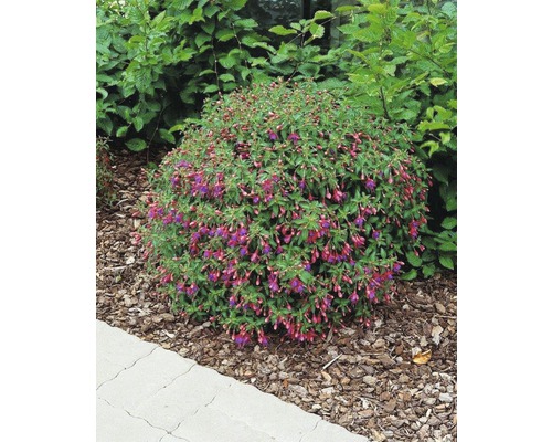 Fuchsia înflorită în stratul de grădină