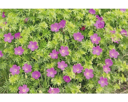 Mușcată înflorită în patul de grădină