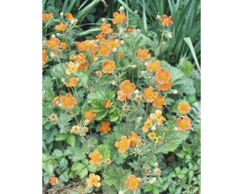 Grup de plante de cerențel cu flori portocalii