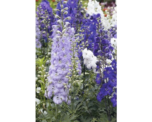 Delphinium de diferite culori în patul de grădină