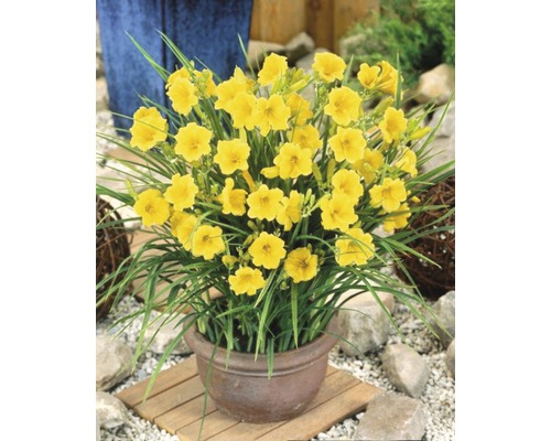 Crini galbeni de o zi într-un ghiveci pentru grădină