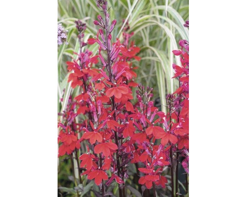 Imagine cu un grup de plante Lobelia erecte cu flori roșii