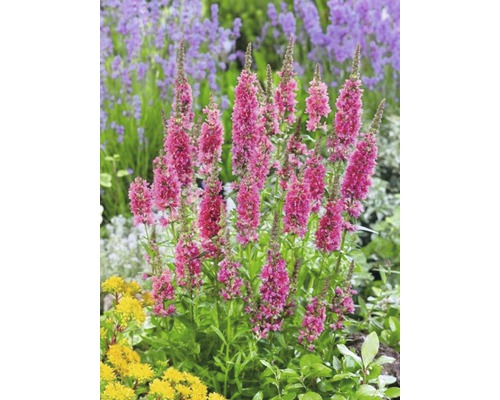 Plantă de rabată verticală, roz, înflorită, în grădină