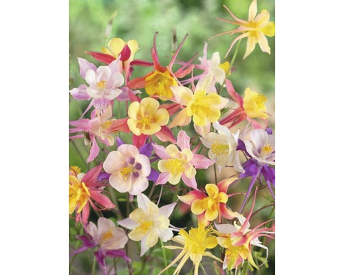 Flori de coada-iepure multicolore în grădină