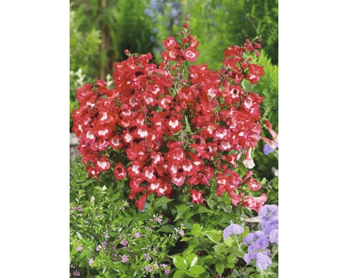 Imagine a unei plante cu barbă cu flori roșii