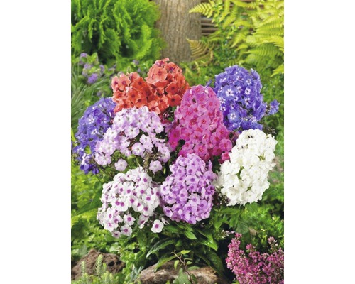 Flox de grădină în diferite culori