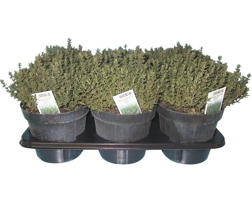 Trei plante de cimbru în ghivece pe o tavă