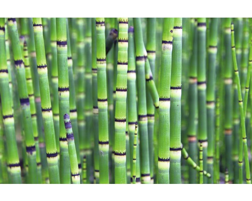 Prim-plan cu coada-calului